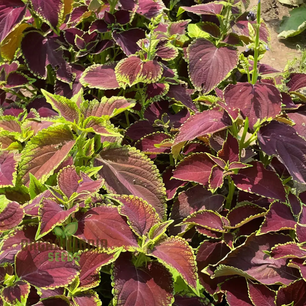 Coleus Rainbow Mixture Seeds Grow A Colorful Garden With Premium Plant