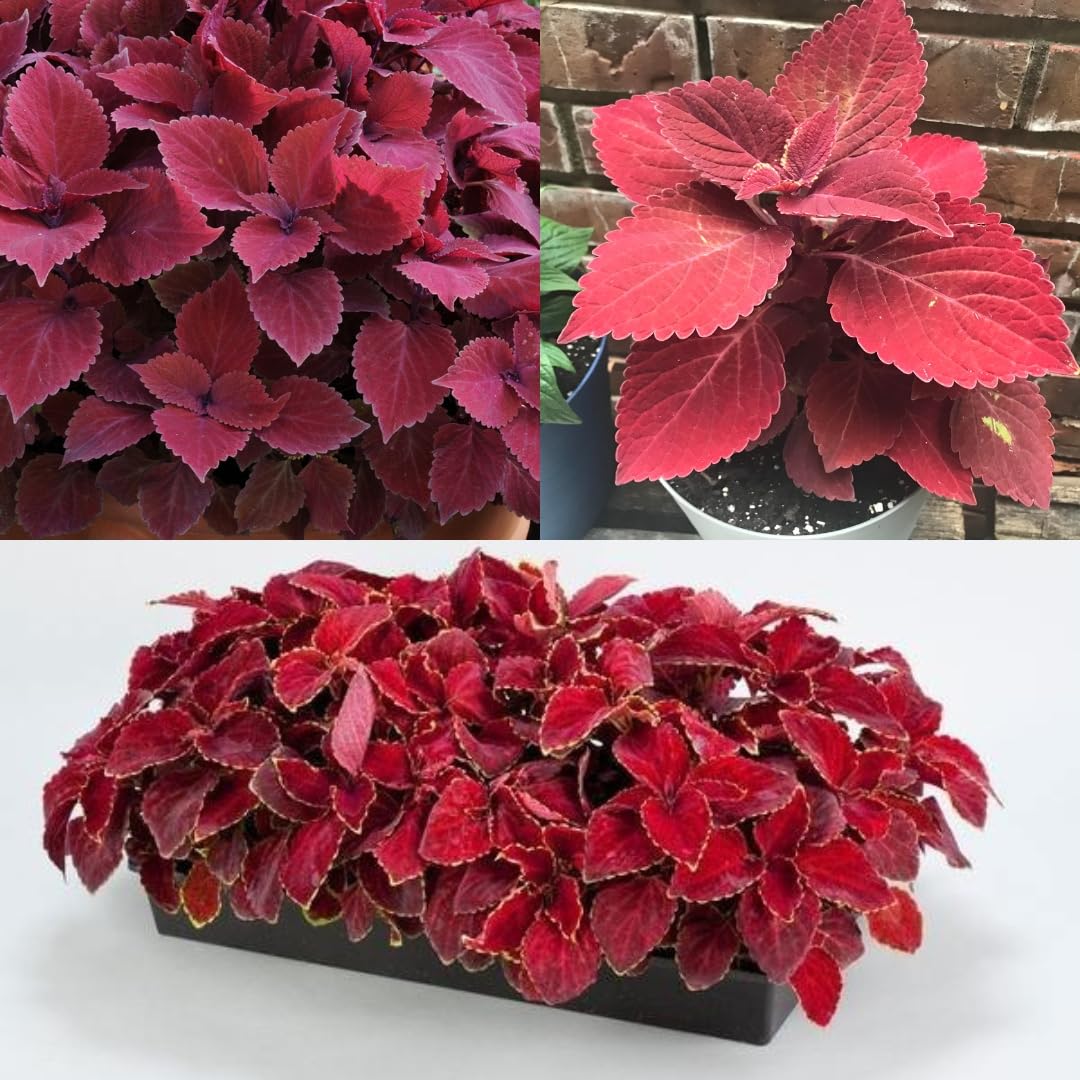 Velvet Red Coleus Plants in Shade Garden Landscape