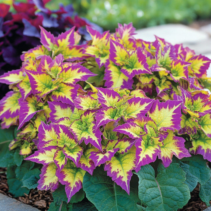 Coleus seedlings developing vibrant foliage patterns