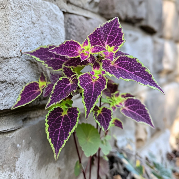 Mature Coleus Trailing Purple Plant with Green-Edged Leaves