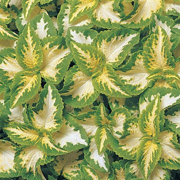 Coleus Wizard Jade Seeds | Elegant Green & Cream Variegated Foliage for Shade Gardens