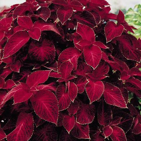 Coleus Wizard Velvet Red Seeds | Deep Red Foliage for Stunning Garden Displays