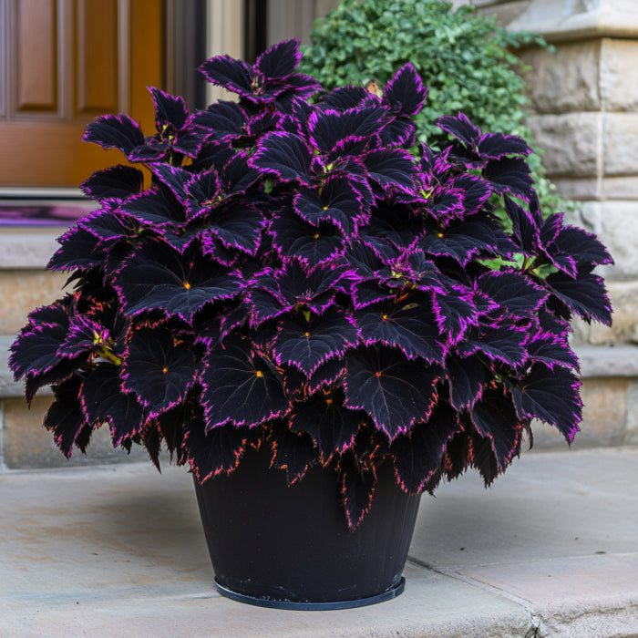 Close-Up of Purple-Black Coleus Foliage