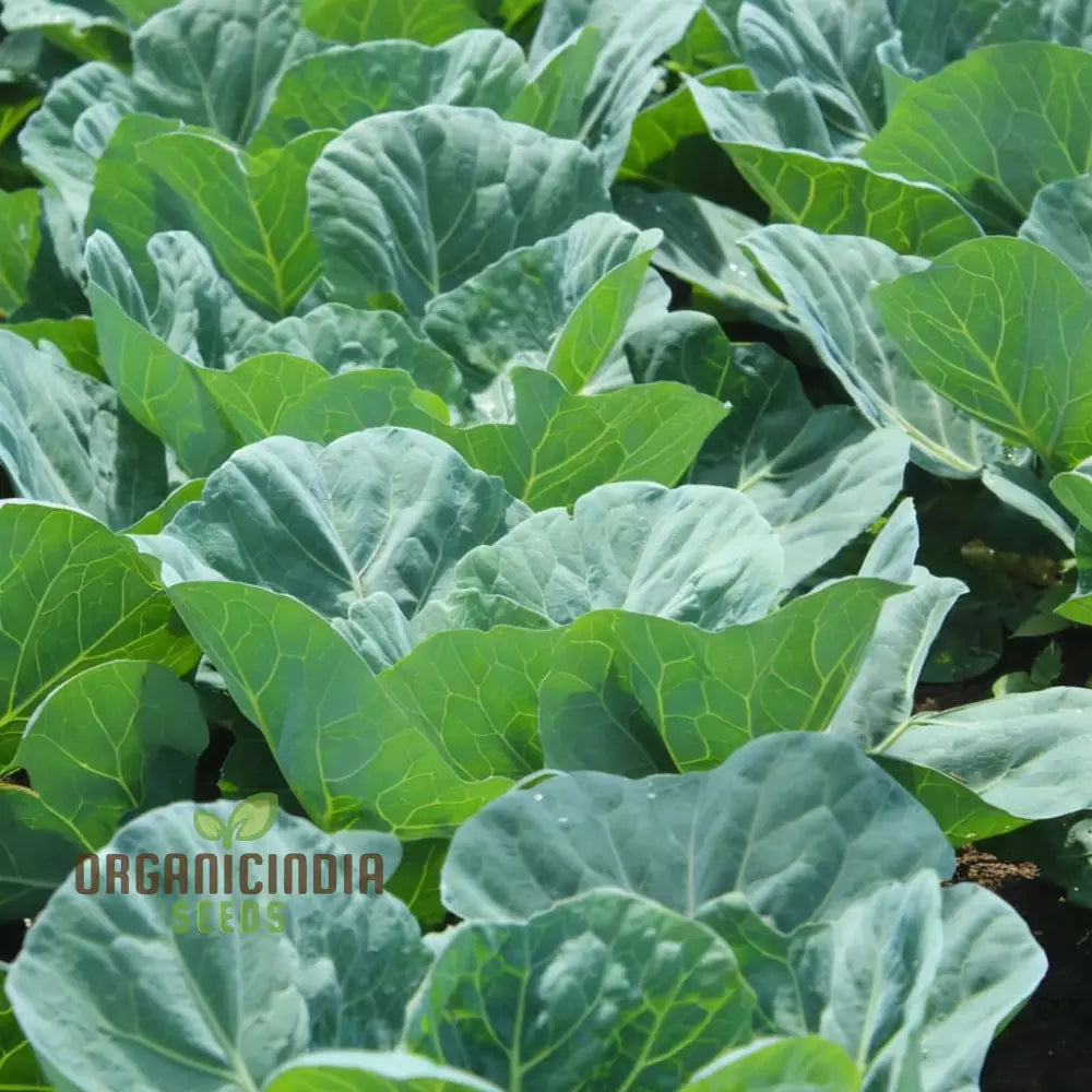 Collard Cabbage Seeds Packet, Premium Non-GMO Vegetable Seeds for Planting