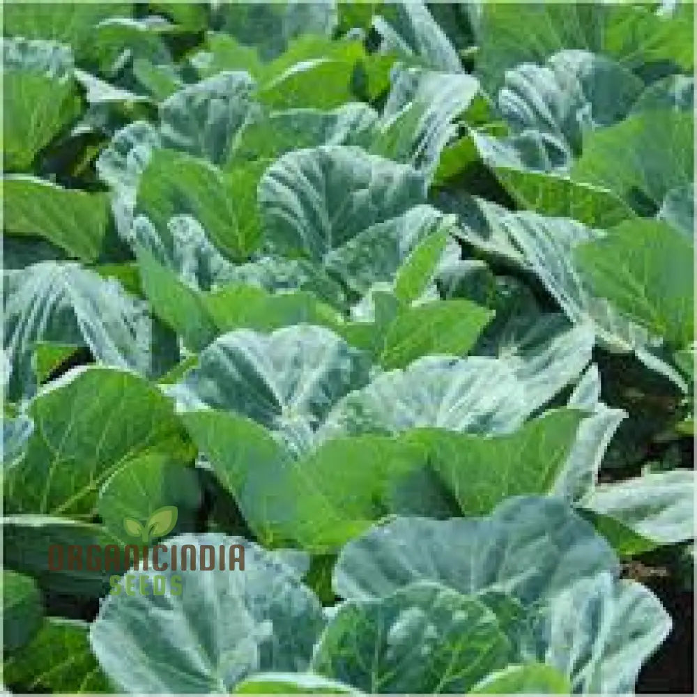 Mature Leafy Collard Plant from Seeds, Upright and High-Yielding