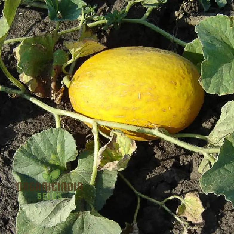 Collective Farm Woman Melon Seeds For Planting: A Flavorful Heirloom For Your Bounty Of Homegrown