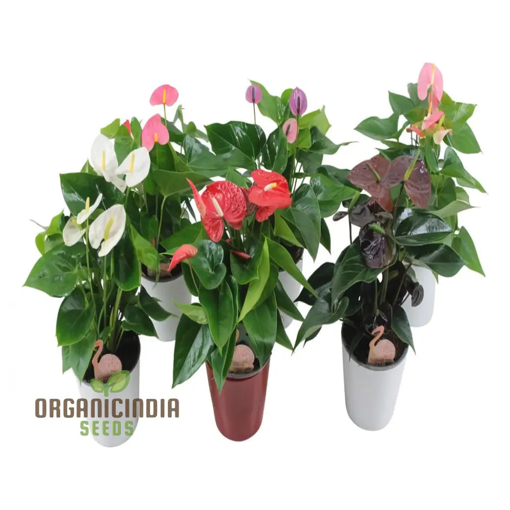 Colorful Anthurium Flower Seeds for Ornamental Gardening