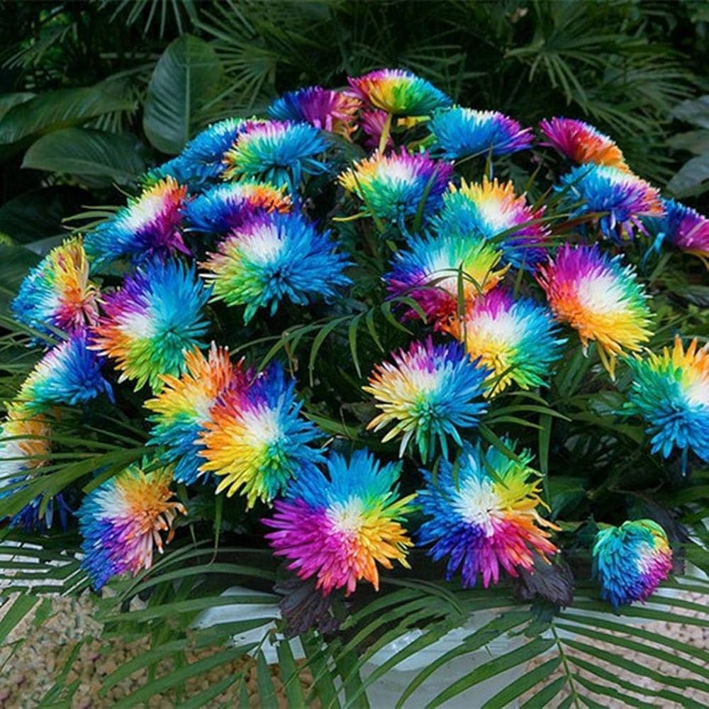 Colorful chrysanthemum flower seeds