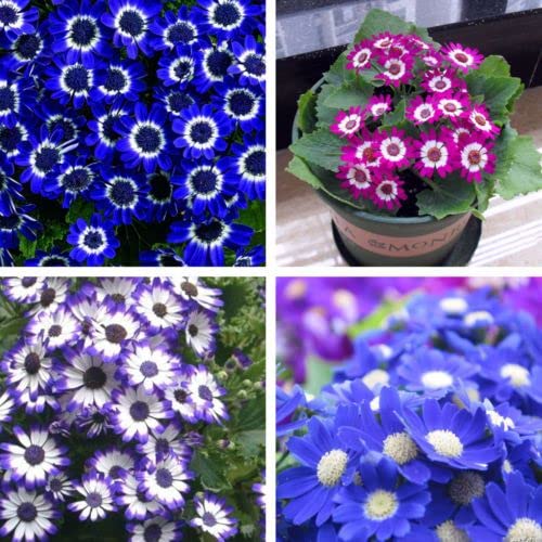 Colorful Cineraria Flower Seeds for Home Gardening
