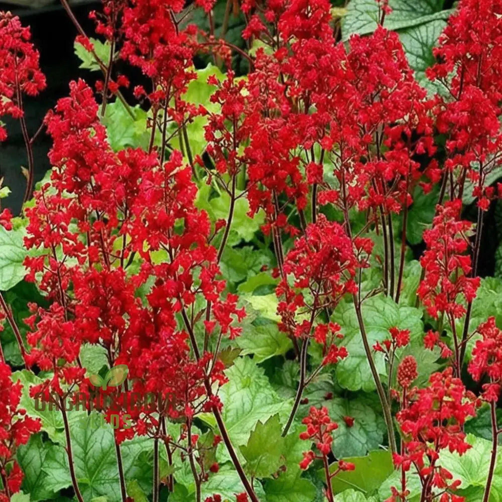 Colorful Coral Bells Plant Seeds for Elegant Garden Designs