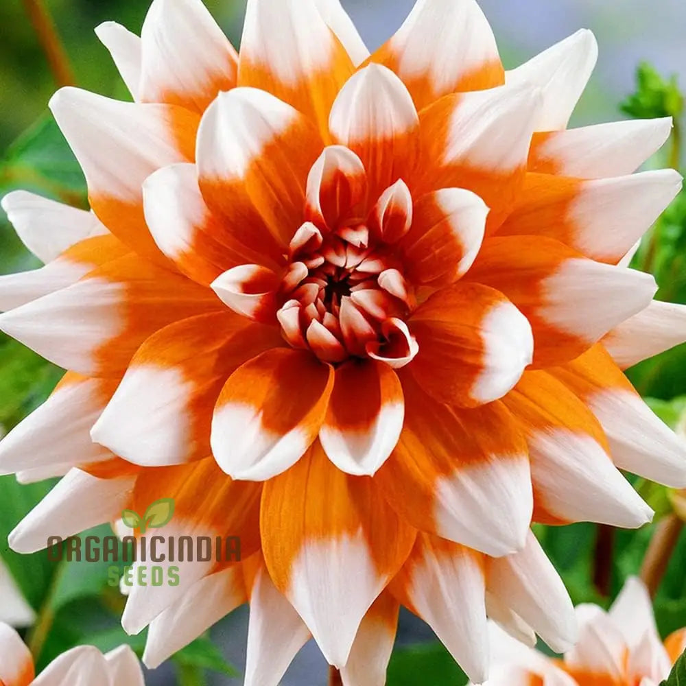 Colorful Dahlia Bulbs Transform Your Outdoor Oasis into a
