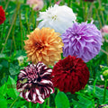 Beach Ball Dahlia Mixture