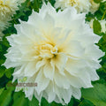 Fleurel Dahlia