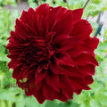 Spartacus Dahlia