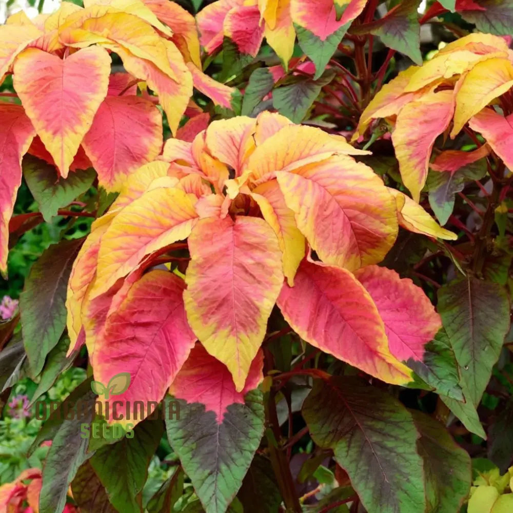 Amaranthus Seeds for Colorful Foliage and Easy Garden Planting