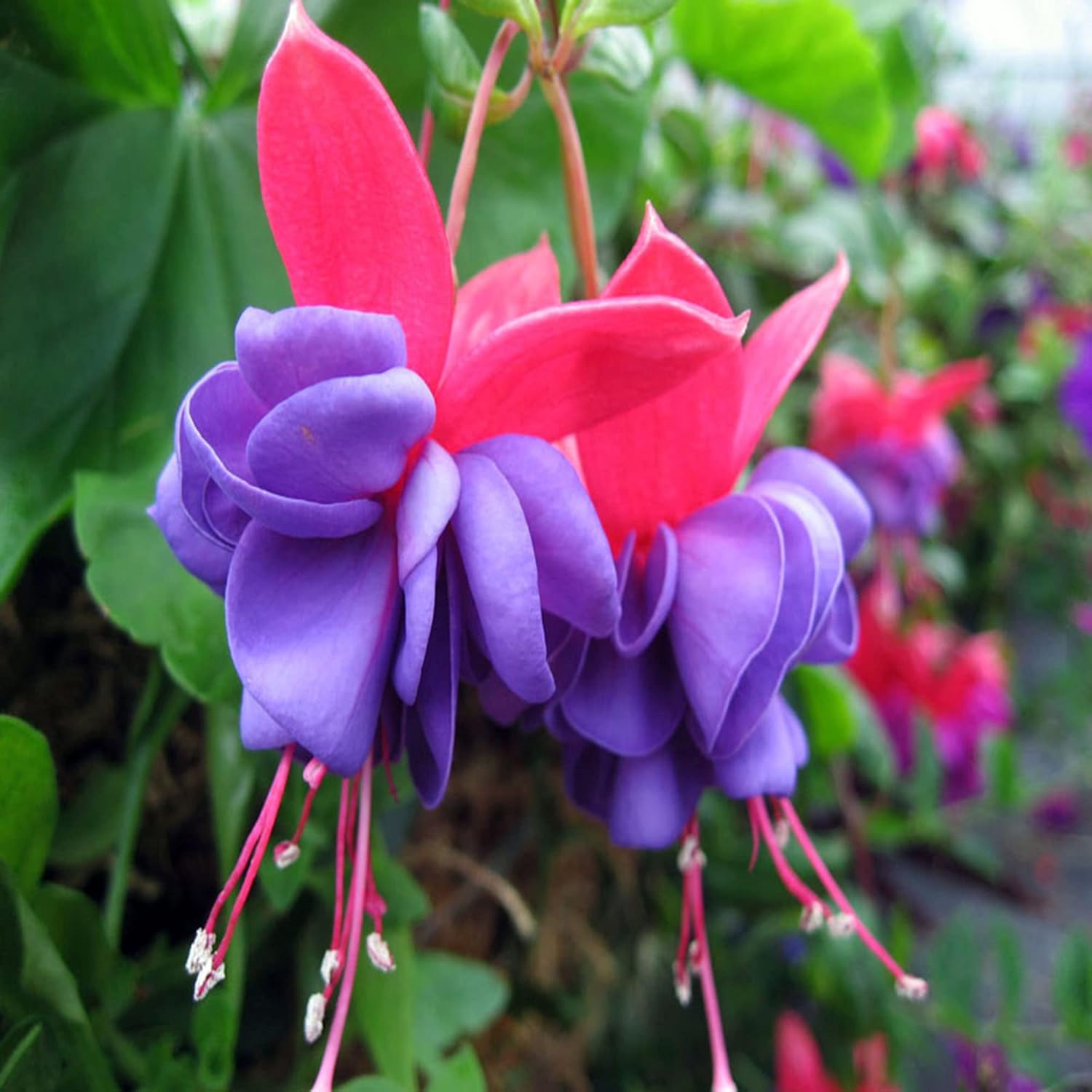 Colorful Fuchsia Seeds for Bright Garden Flowers