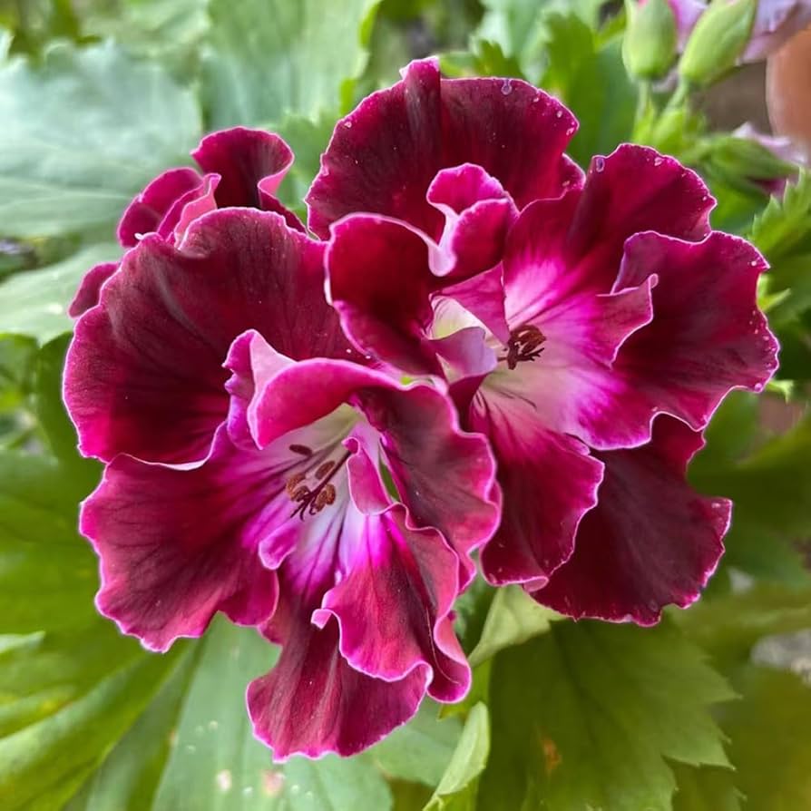 Colorful Geranium Flower Seeds for Outdoor Planting