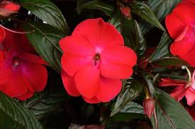 Colorful Guinea Impatiens Seeds for Bright Annual Flowers