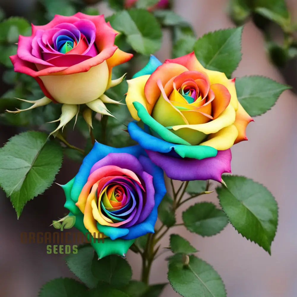 Colorful rose seeds producing vibrant blooms