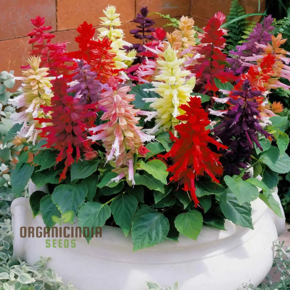 Colorful Salvia Hybrid Flower Seeds for Home Gardening