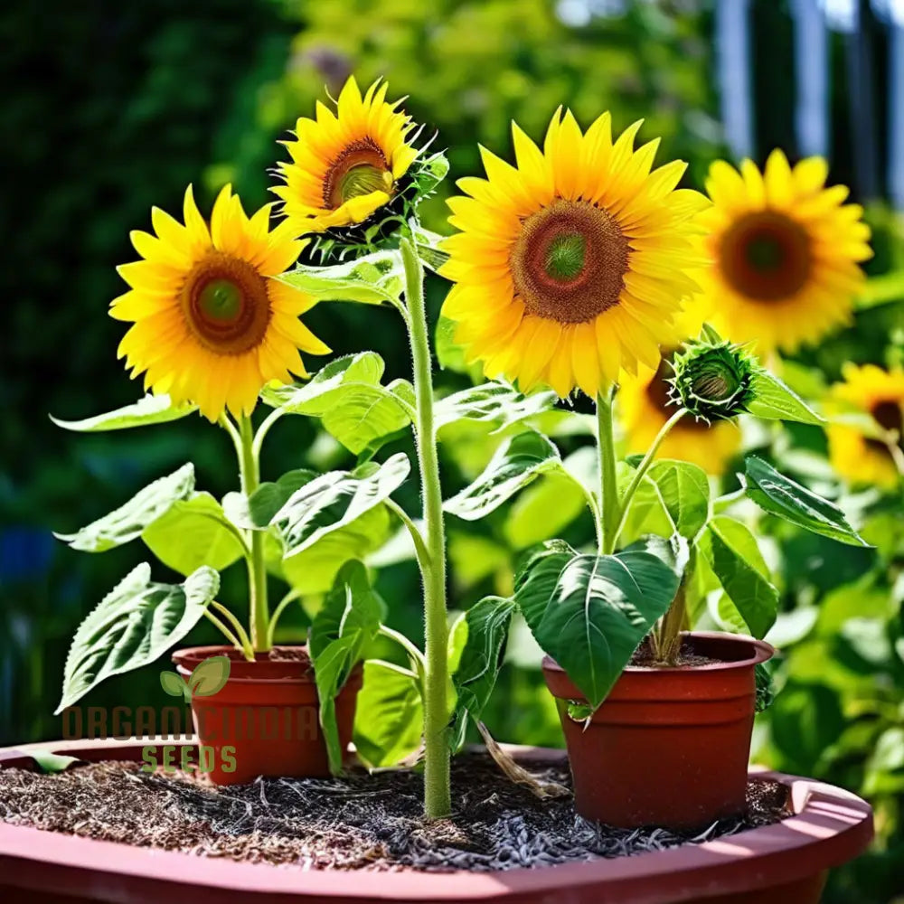 Colorful Sunflower Seeds Variety for Home Garden Planting