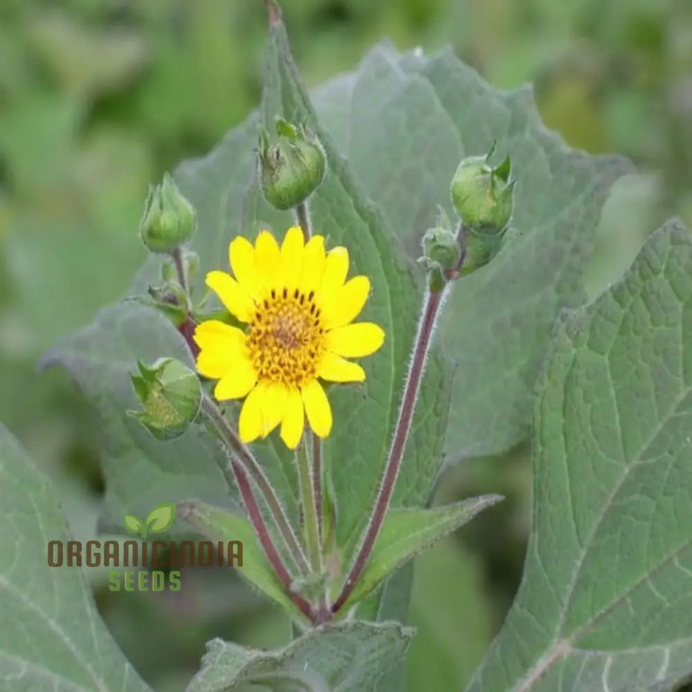 Colorful Yacon Flower Seeds for Flower Beds and Gardens