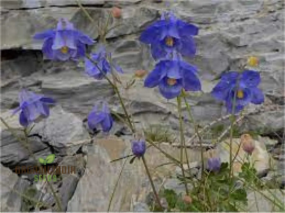 Columbine Aquilegia Bertolonii Flower Seeds for Perennial Planting