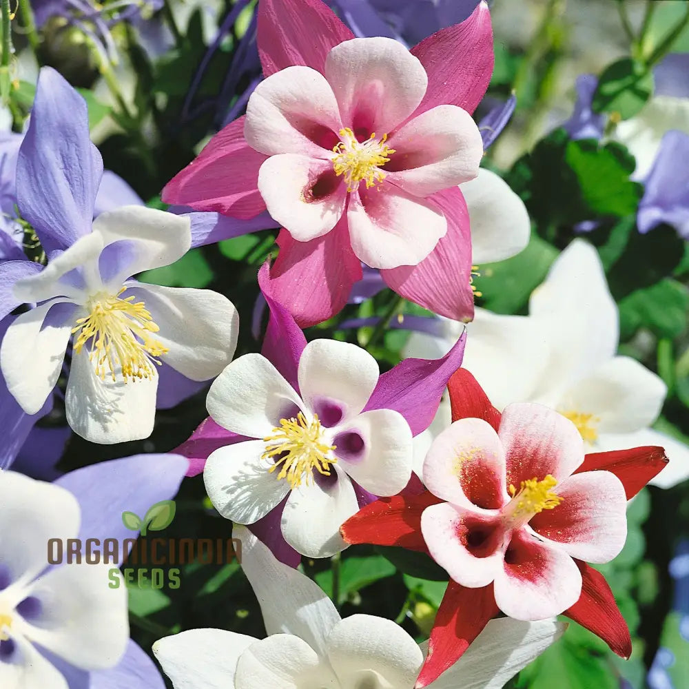 Columbine Seeds for Colorful Garden Blooms and Easy Planting