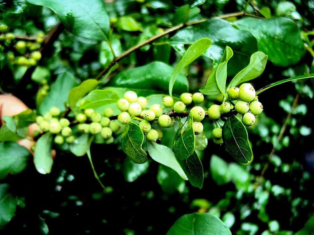 Commiphora Wightii Guggul Myrrh Tree Seeds for Planting