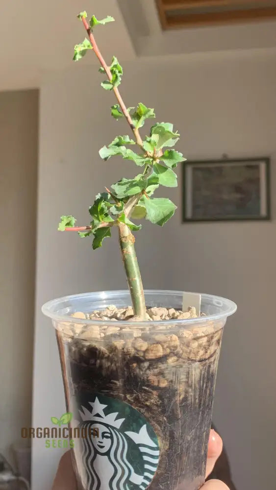 Commiphora Wightii Tree Seedlings Growing from Seeds