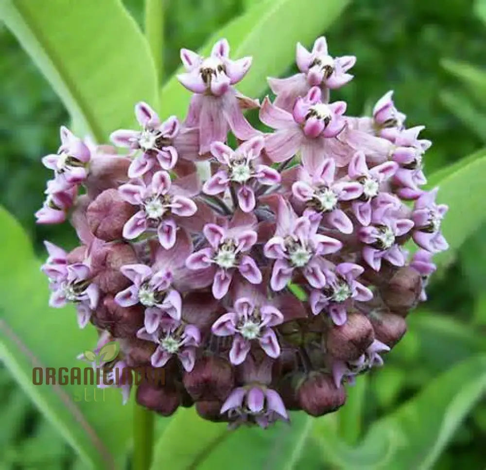Common Milkweed Flower Seeds for Pollinator-Friendly Garden Planting