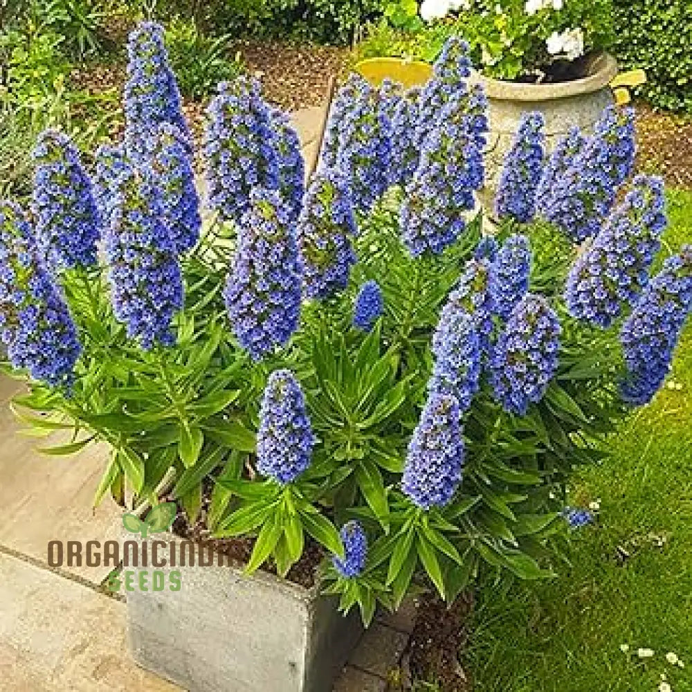Compact blue flowering plant seeds
