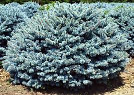 Compact Dwarf Shrub with Blue Evergreen Foliage