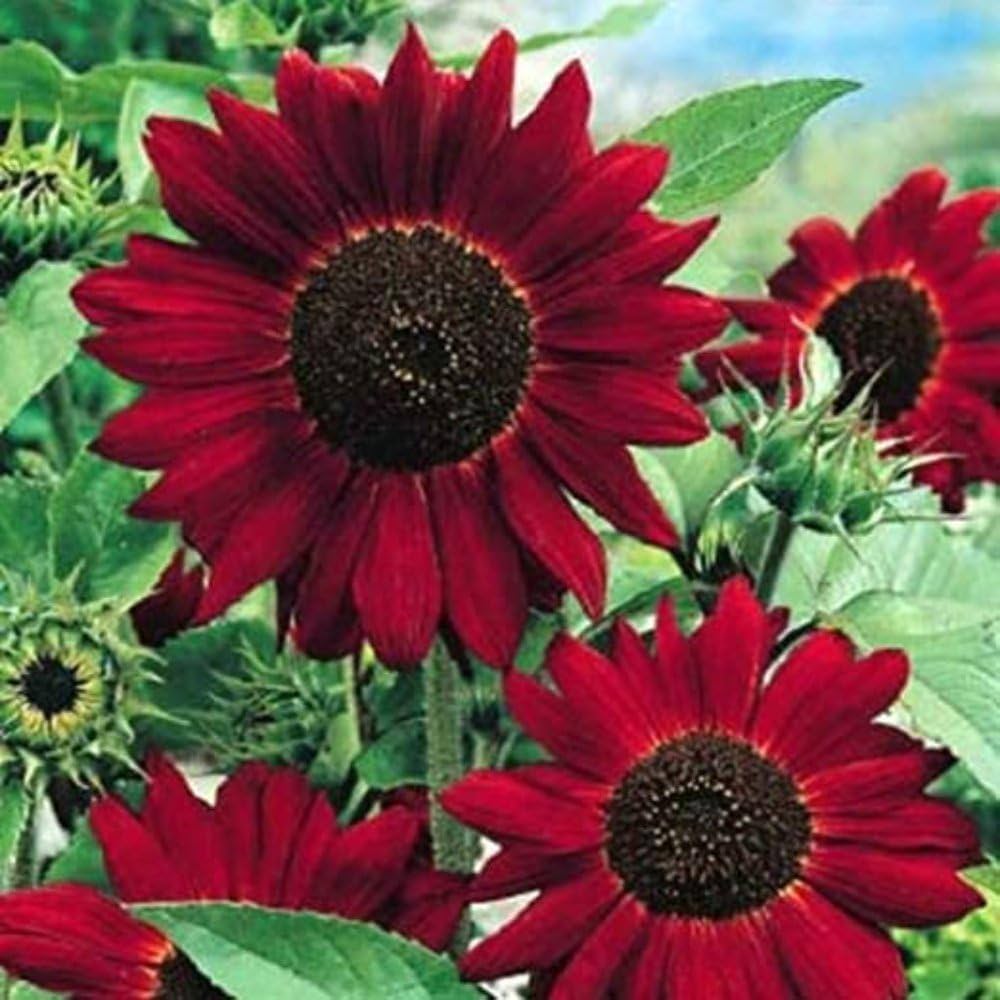 Compact Dwarf Sunflower Seeds for Easy Gardening