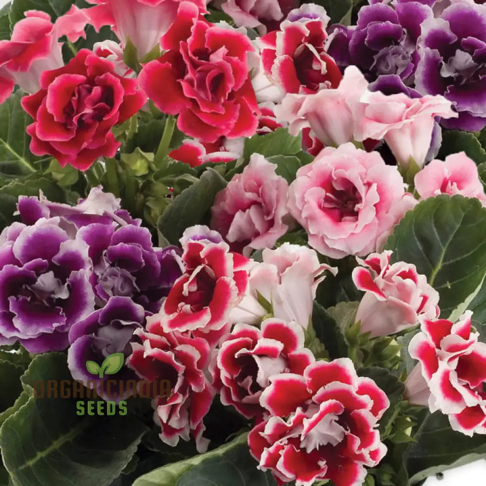 Non-GMO Gloxinia seeds velvety colorful blooms