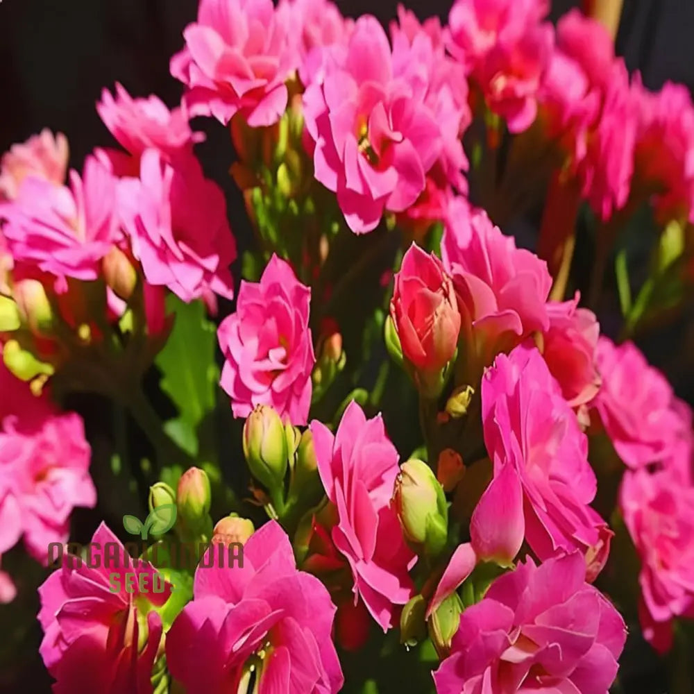 Compact Pink Kalanchoe Plant with Full Blooms