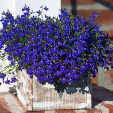 Compact lobelia flower seeds long blooming plants