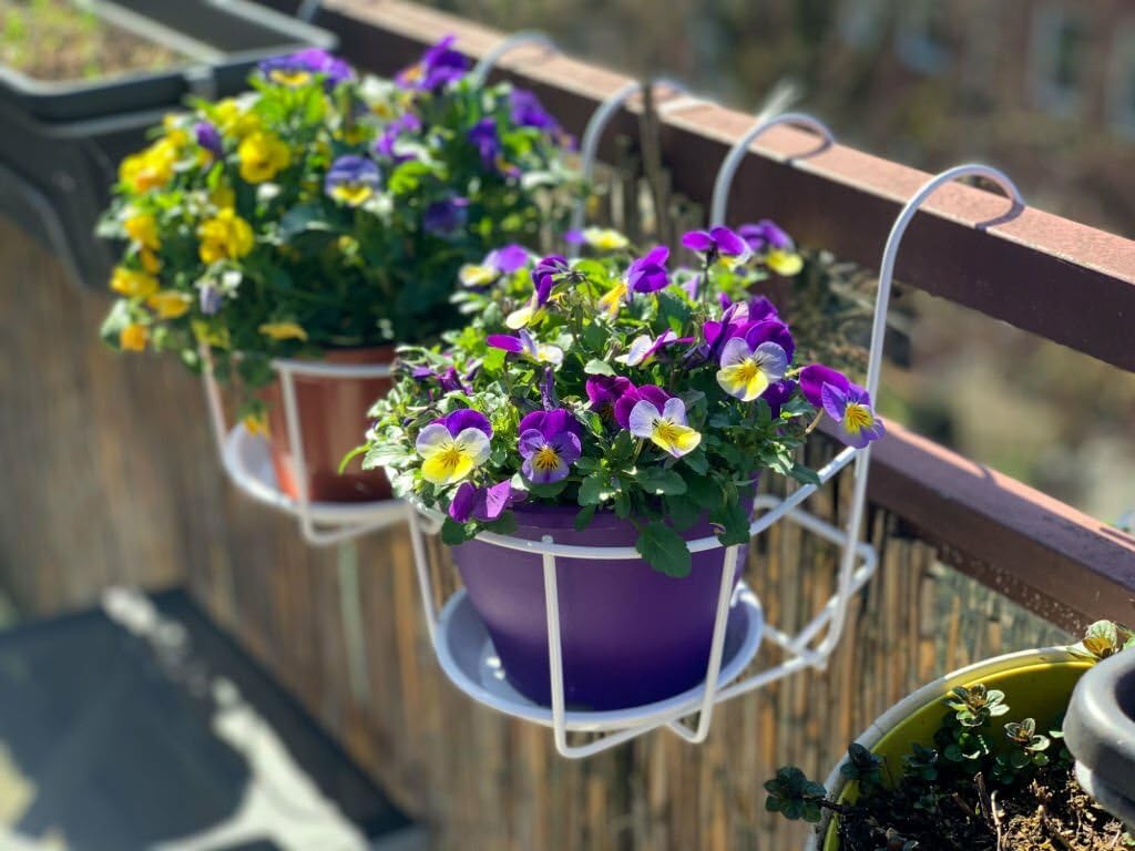 Compact Mini Pansy Flower Seeds for Containers and Borders