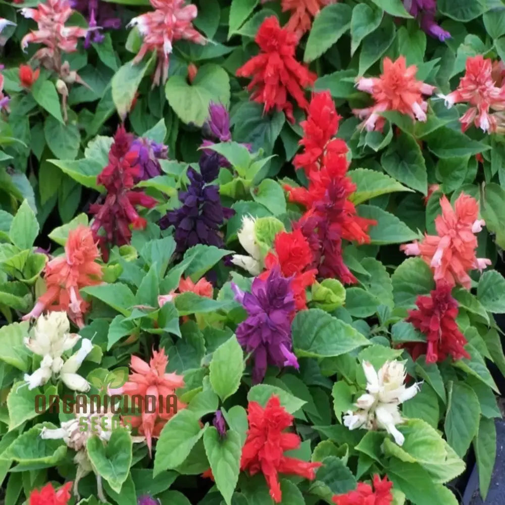 Compact Salvia Mixed Seeds for Garden Borders and Pots