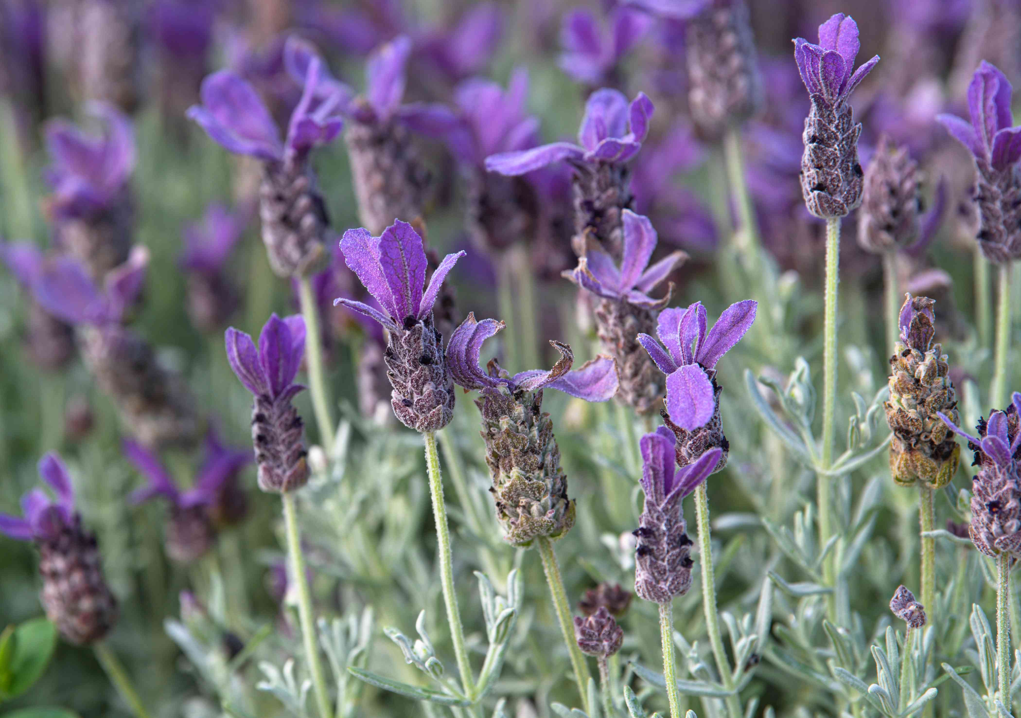Compact Spanish Lavender Used Along Garden Border