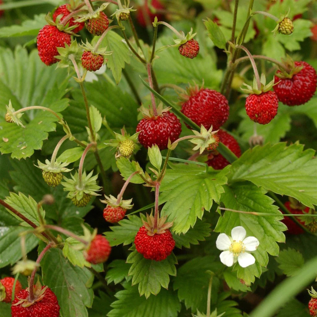 Compact alpine strawberry plant seeds
