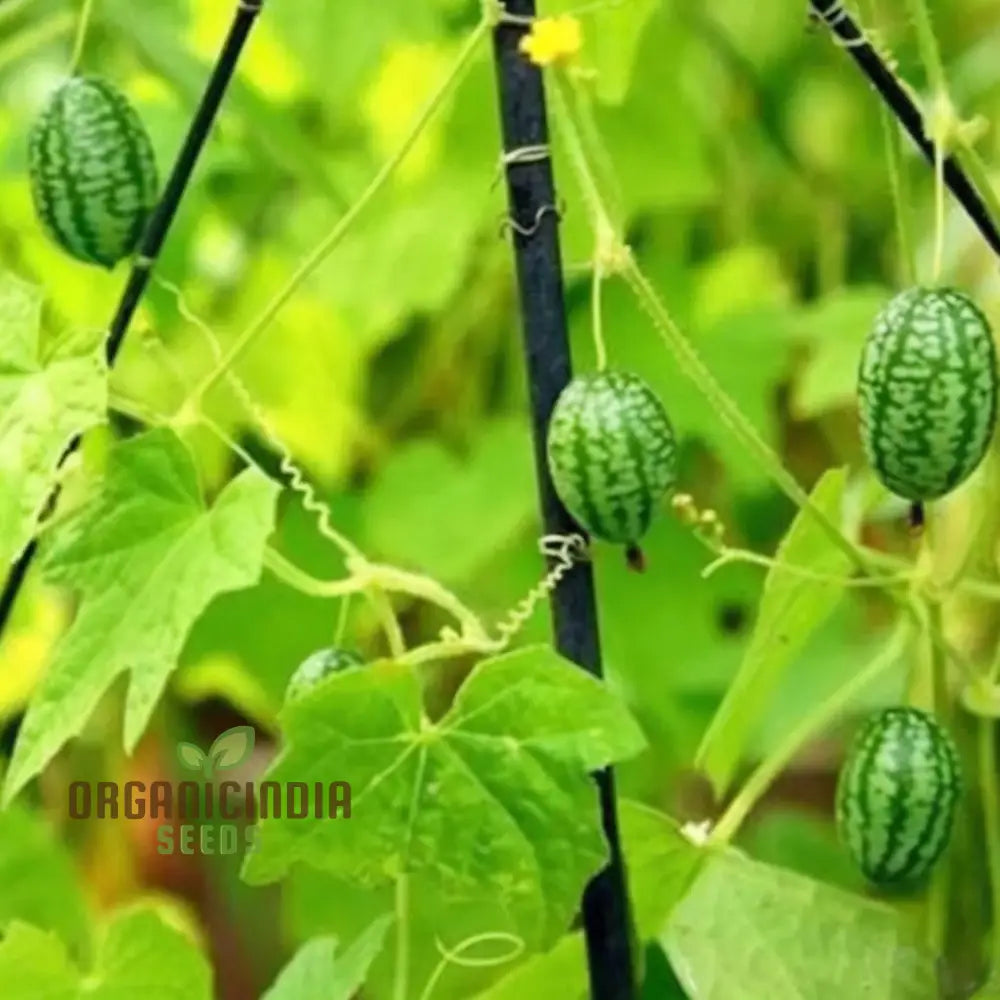 Compact thumb watermelon variety growing in containers