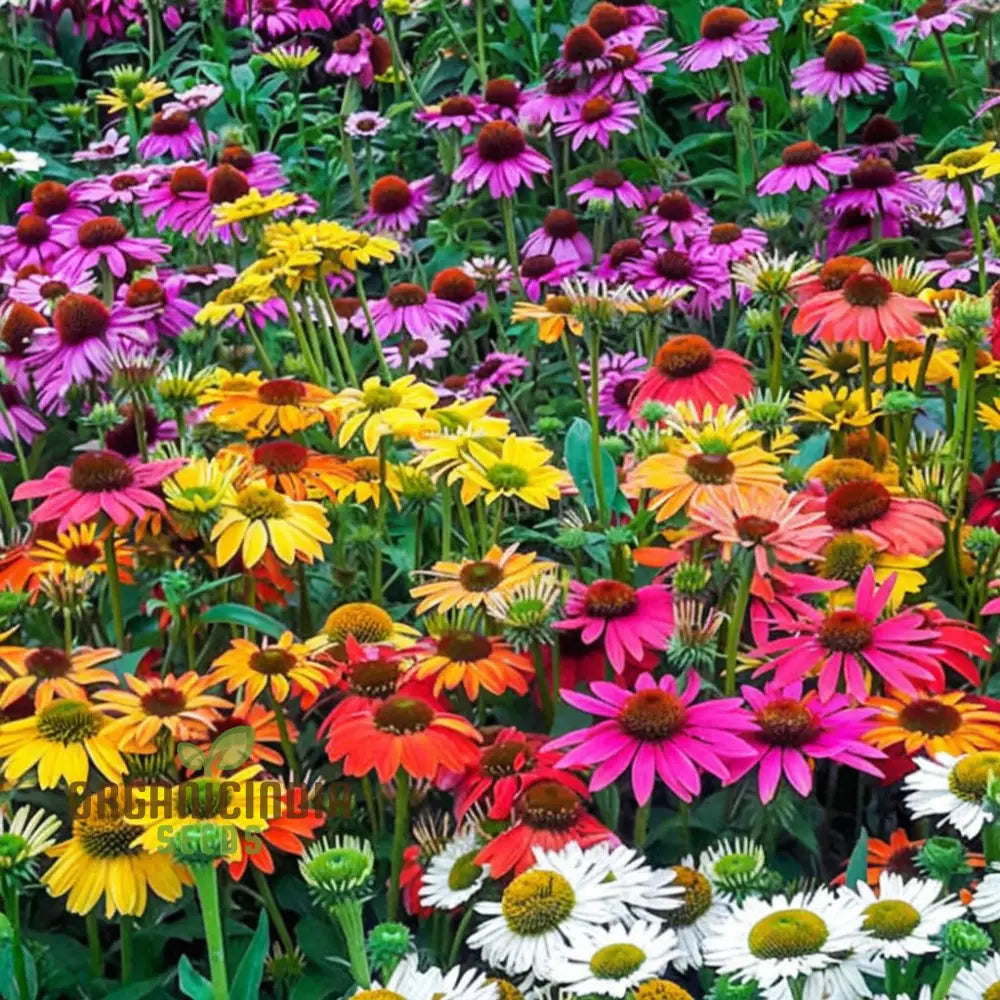 Coneflower seeds for vibrant garden blooms