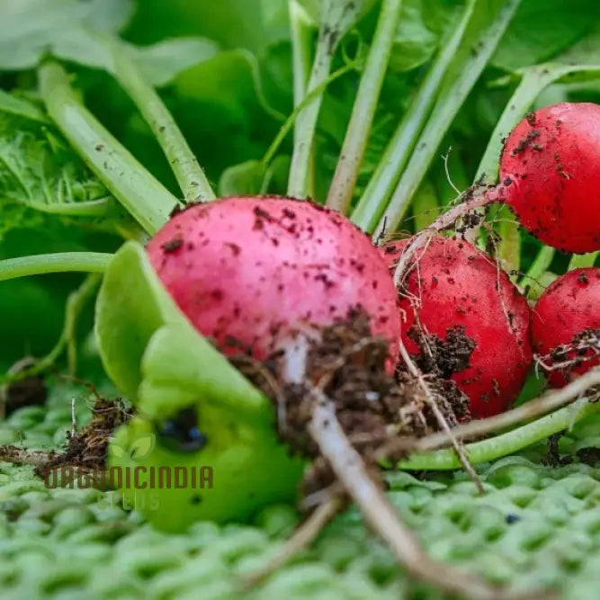 Confetti mix cherry radish seed pack for home gardening