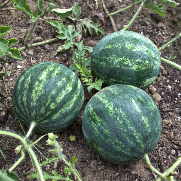 Native Watermelon Zoom picture