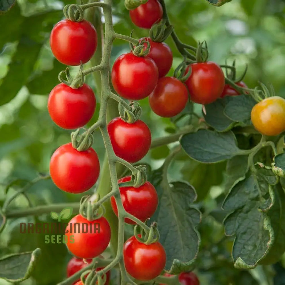 Mature Consuelo Tomato Plant from Seeds, High-Yield Flavorful Tomatoes