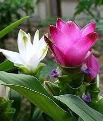 Curcuma seeds for container planting pink tropical flowers