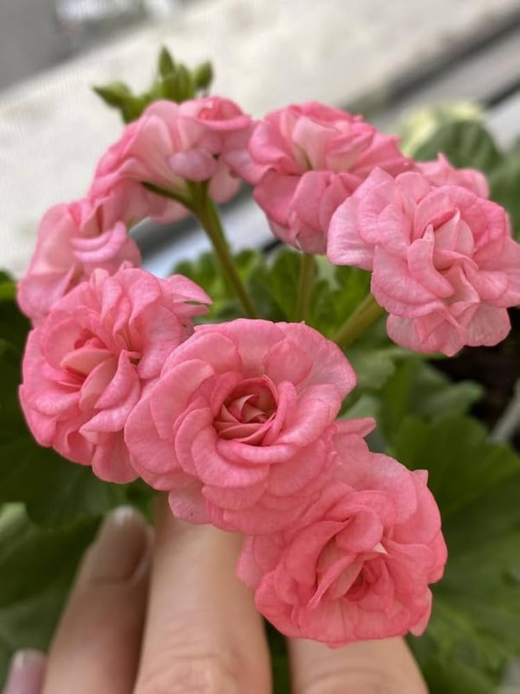 Geranium seeds for container gardening vibrant flowers