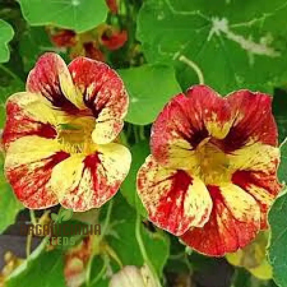 Container garden nasturtium seeds bright flower mix
