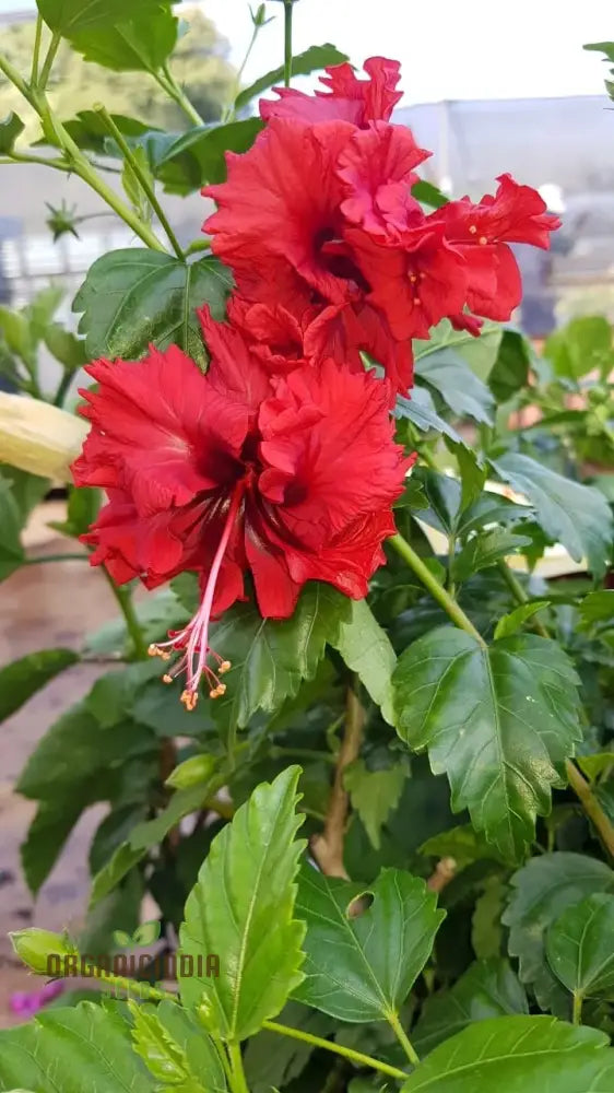 Hibiscus seeds for container gardens double red blooms